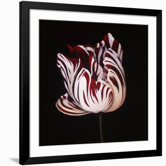 Parrot Tulip Study in Red-Hampton Hall-Framed Giclee Print