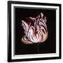 Parrot Tulip Study in Red-Hampton Hall-Framed Giclee Print