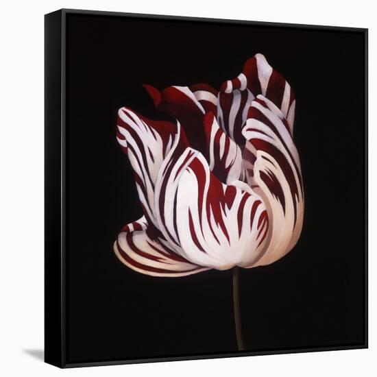 Parrot Tulip Study in Red-Hampton Hall-Framed Stretched Canvas