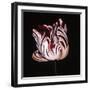 Parrot Tulip Study in Red-Hampton Hall-Framed Giclee Print