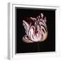 Parrot Tulip Study in Red-Hampton Hall-Framed Giclee Print