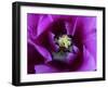 Parrot tulip (Tulipa) -Angela Marsh-Framed Photographic Print