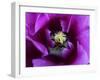 Parrot tulip (Tulipa) -Angela Marsh-Framed Photographic Print