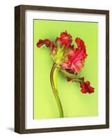 Parrot Tulip-Cédric Porchez-Framed Art Print