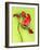 Parrot Tulip-Cédric Porchez-Framed Art Print