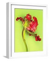 Parrot Tulip-Cédric Porchez-Framed Art Print