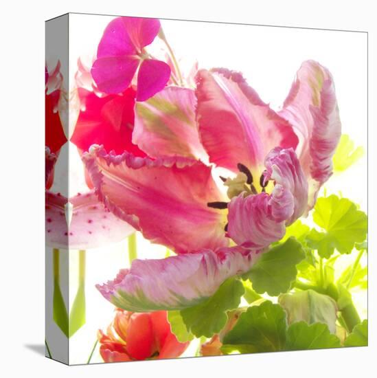 Parrot Tulip-Judy Stalus-Stretched Canvas