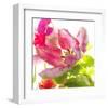 Parrot Tulip-Judy Stalus-Framed Art Print