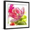 Parrot Tulip-Judy Stalus-Framed Art Print