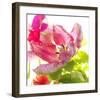 Parrot Tulip-Judy Stalus-Framed Art Print