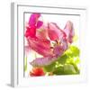 Parrot Tulip-Judy Stalus-Framed Art Print