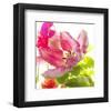 Parrot Tulip-Judy Stalus-Framed Art Print