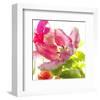 Parrot Tulip-Judy Stalus-Framed Art Print