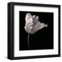 Parrot Tulip-Michael Harrison-Framed Art Print