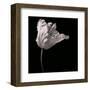 Parrot Tulip-Michael Harrison-Framed Art Print