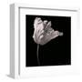 Parrot Tulip-Michael Harrison-Framed Art Print