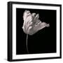 Parrot Tulip-Michael Harrison-Framed Art Print