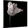 Parrot Tulip-Michael Harrison-Mounted Art Print