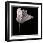 Parrot Tulip-Michael Harrison-Framed Giclee Print