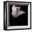 Parrot Tulip-Michael Harrison-Framed Giclee Print