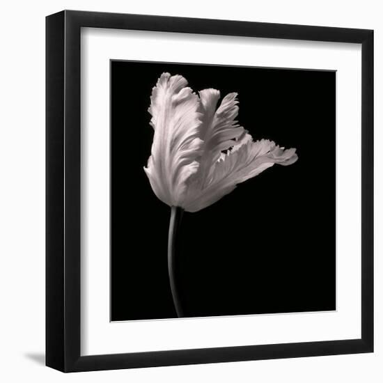 Parrot Tulip-Michael Harrison-Framed Giclee Print