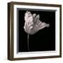 Parrot Tulip-Michael Harrison-Framed Giclee Print