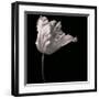 Parrot Tulip-Michael Harrison-Framed Giclee Print