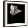 Parrot Tulip-Michael Harrison-Framed Giclee Print