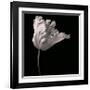 Parrot Tulip-Michael Harrison-Framed Giclee Print