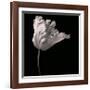 Parrot Tulip-Michael Harrison-Framed Giclee Print