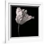 Parrot Tulip-Michael Harrison-Framed Giclee Print