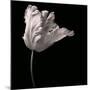 Parrot Tulip-Michael Harrison-Mounted Giclee Print