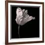 Parrot Tulip-Michael Harrison-Framed Giclee Print