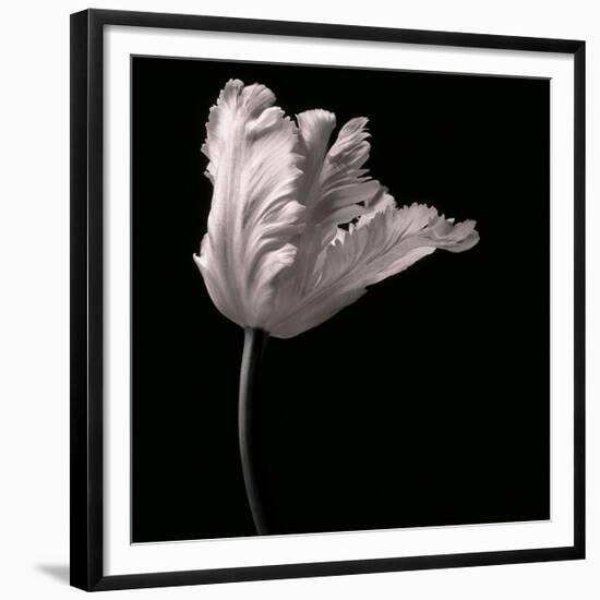 Parrot Tulip-Michael Harrison-Framed Giclee Print