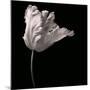 Parrot Tulip-Michael Harrison-Mounted Giclee Print