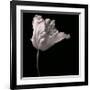 Parrot Tulip-Michael Harrison-Framed Giclee Print