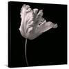 Parrot Tulip-Michael Harrison-Stretched Canvas