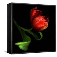 Parrot Tulip-Magda Indigo-Framed Stretched Canvas