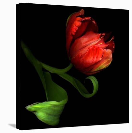 Parrot Tulip-Magda Indigo-Stretched Canvas