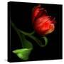 Parrot Tulip-Magda Indigo-Stretched Canvas