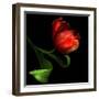 Parrot Tulip-Magda Indigo-Framed Photographic Print