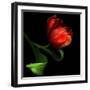 Parrot Tulip-Magda Indigo-Framed Photographic Print