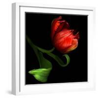 Parrot Tulip-Magda Indigo-Framed Photographic Print