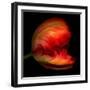 Parrot Tulip-Magda Indigo-Framed Photographic Print