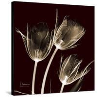 Parrot Tulips 1-Albert Koetsier-Stretched Canvas