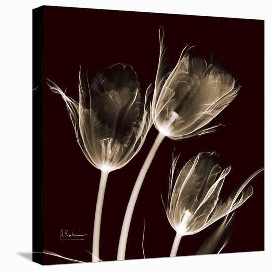 Parrot Tulips 1-Albert Koetsier-Stretched Canvas