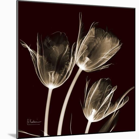 Parrot Tulips 1-Albert Koetsier-Mounted Art Print