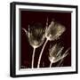 Parrot Tulips 1-Albert Koetsier-Framed Premium Giclee Print