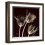 Parrot Tulips 1-Albert Koetsier-Framed Art Print