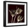 Parrot Tulips 1-Albert Koetsier-Framed Art Print